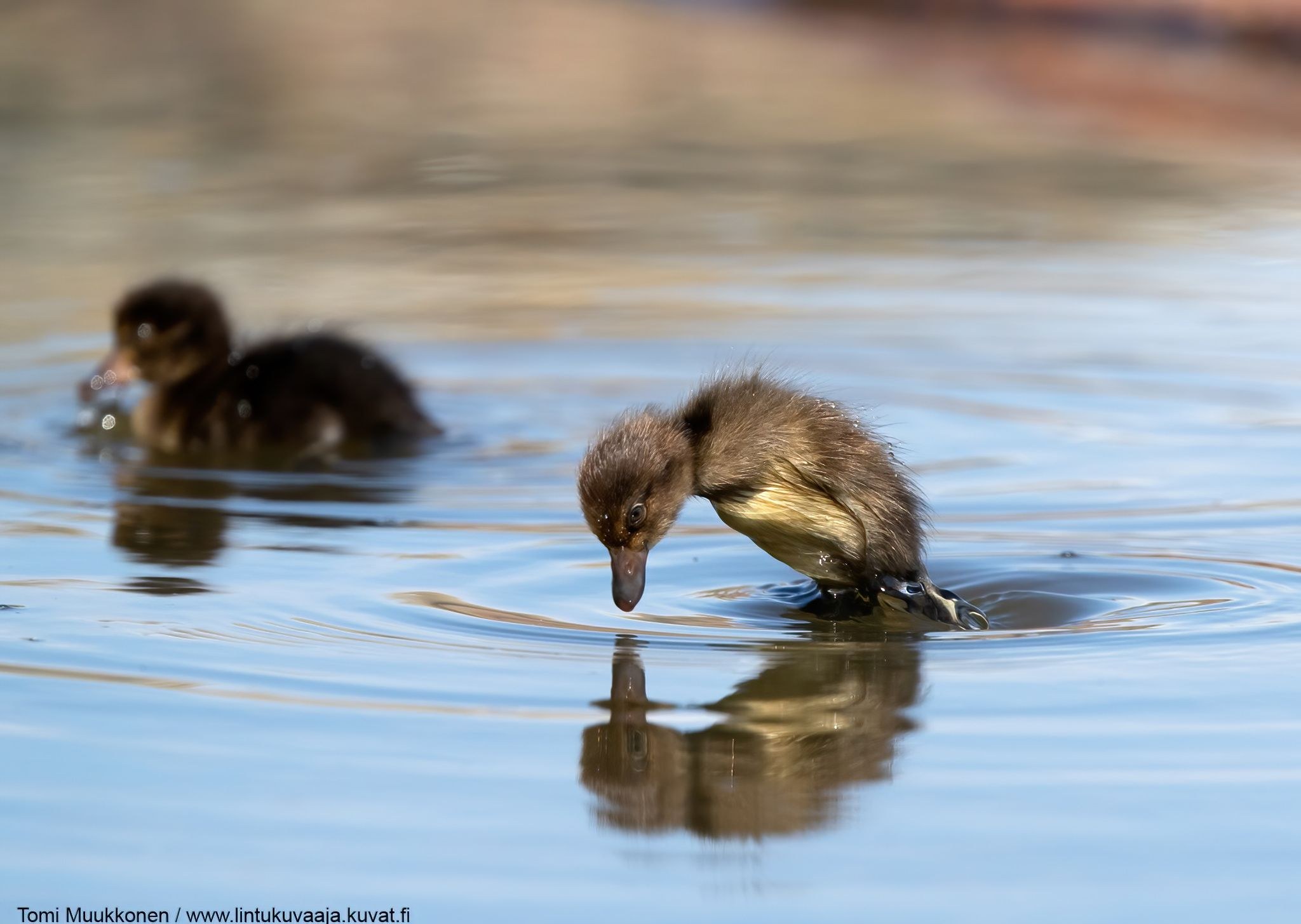 Kirli külot kiygan yosh qiz